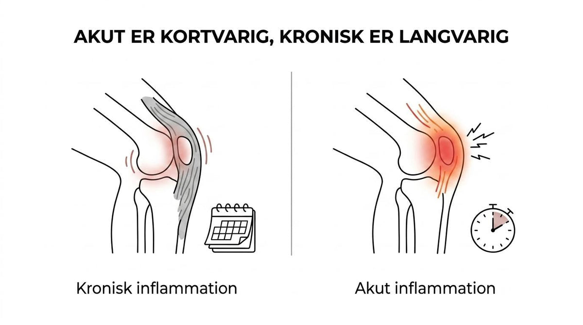 Akut vs. kronisk inflammation: kend forskellen